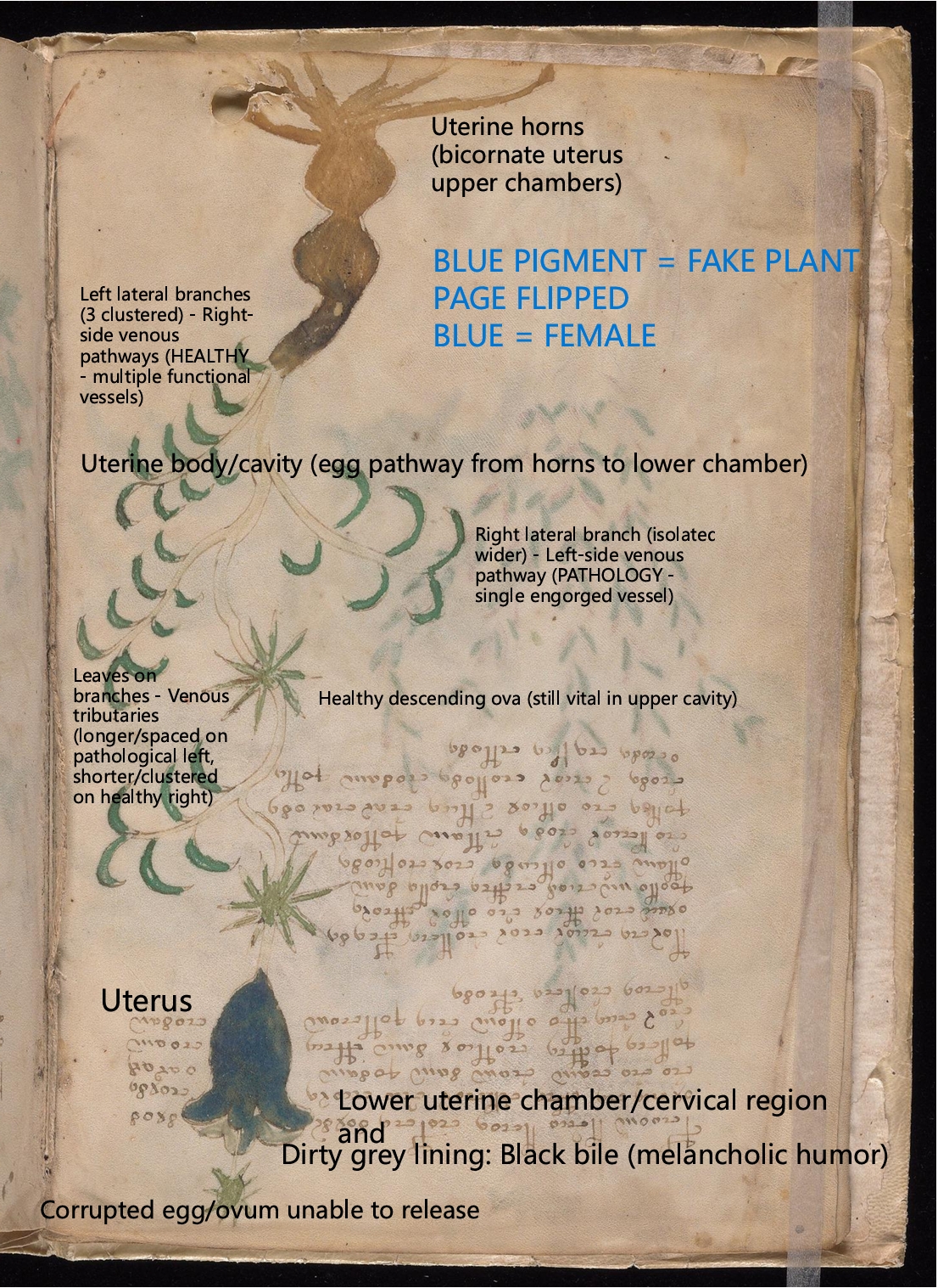 Labelled diagram of Folio 4v